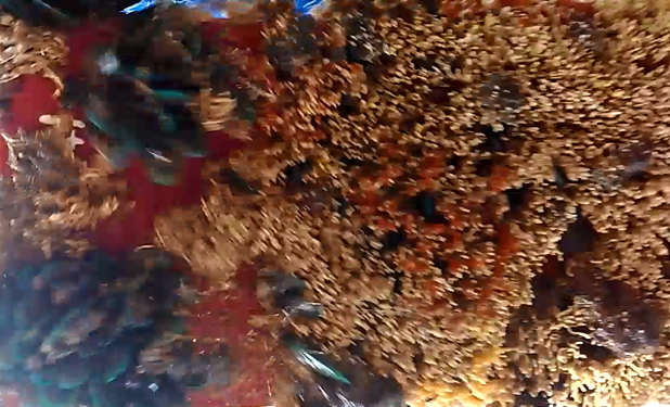 biofouling-1.png